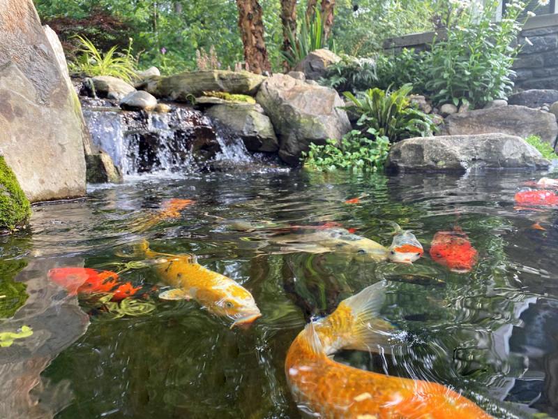 Some of the koi fish in the Bachars’ pond had grown to 24 inches in length.SUBMITTED PHOTOS